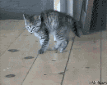cat